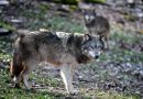 Attaques de loups : simplification des tirs de défense au 1er janvier, application incertaine
