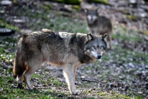 Attaques de loups : simplification des tirs de défense au 1er janvier, application incertaine