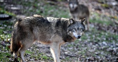 Réglementation sur les tirs de loups : un assouplissement controversé Attaques de loups : simplification des tirs de défense au 1er janvier, application incertaine