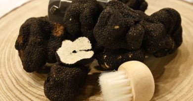 Les truffes deviennent rares et coûtent 1100 euros le kilo sur les marchés de Noël