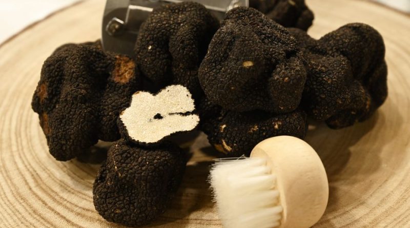 Les truffes deviennent rares et coûtent 1100 euros le kilo sur les marchés de Noël