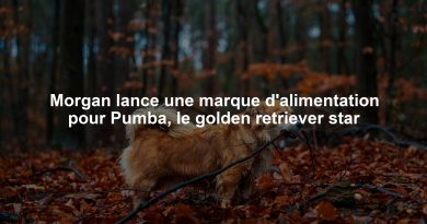 Morgan lance une marque d'alimentation pour Pumba, le golden retriever star