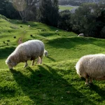 Quitter l'élevage : la possibilité de la « transfarmation » examinée