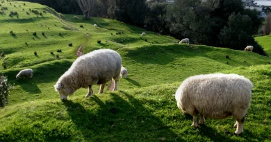 Quitter l'élevage : la possibilité de la « transfarmation » examinée