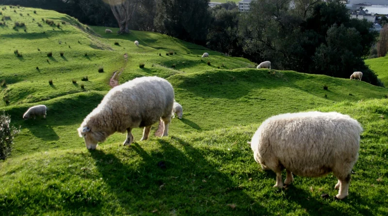 Quitter l'élevage : la possibilité de la « transfarmation » examinée