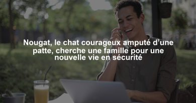Nougat, le chat courageux amputé d’une patte, cherche une famille pour une nouvelle vie en sécurité