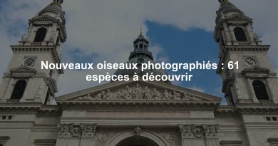 Nouveaux oiseaux photographiés : 61 espèces à découvrir