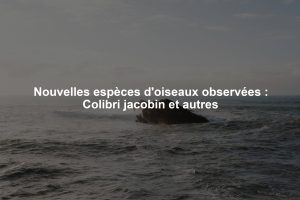 Nouvelles espèces d'oiseaux observées : Colibri jacobin et autres