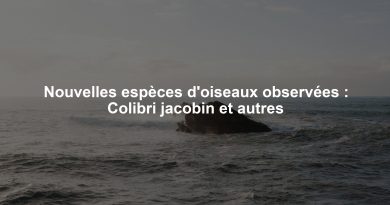 Nouvelles espèces d'oiseaux observées : Colibri jacobin et autres
