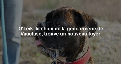 O'Leik, le chien de la gendarmerie de Vaucluse, trouve un nouveau foyer
