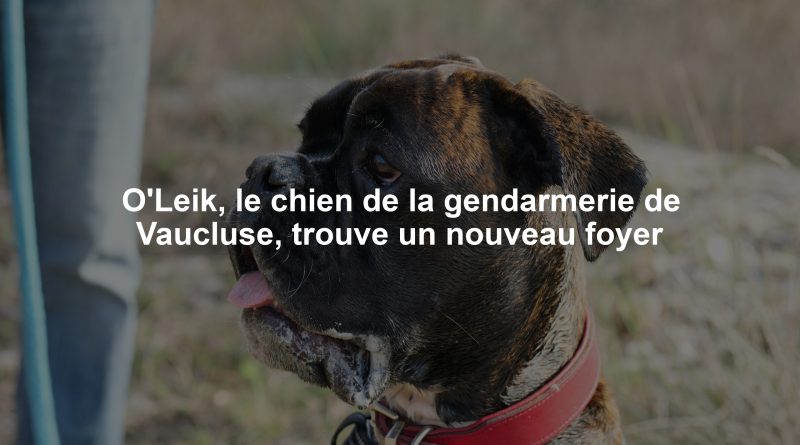 O'Leik, le chien de la gendarmerie de Vaucluse, trouve un nouveau foyer
