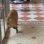 Vidéo : Deux jeunes sangliers pénètrent dans un grand hôtel en Isère et provoquent la pagaille