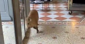 Vidéo : Deux jeunes sangliers pénètrent dans un grand hôtel en Isère et provoquent la pagaille