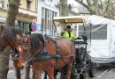 Aix-les-Bains : collecte gratuite de sapins à cheval, dimanche 11 janvier