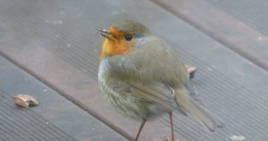 Nord Franche-Comté. Oiseaux et petits animaux en hiver : ce qu’il est sûr de donner… et ce qu’il faut éviter
