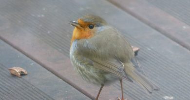 Nord Franche-Comté. Oiseaux et petits animaux en hiver : ce qu’il est sûr de donner… et ce qu’il faut éviter
