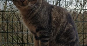 Le Creusot. Ces chiens et chats du refuge en attente d’adoption