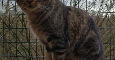 Le Creusot. Ces chiens et chats du refuge en attente d’adoption