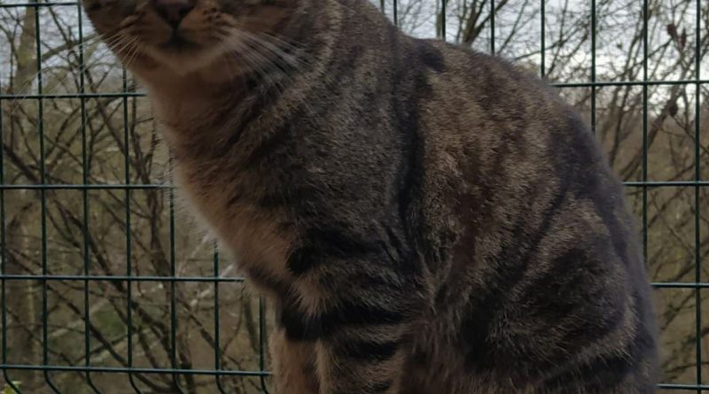 Le Creusot. Ces chiens et chats du refuge en attente d’adoption