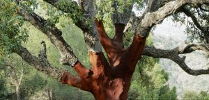 Le chêne-liège : entre surexploitation et abandon des forêts - IMBE