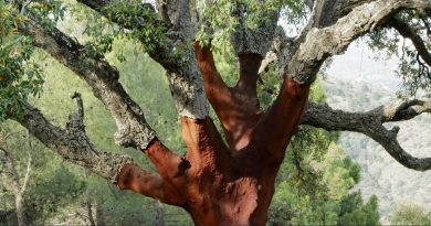 Le chêne-liège : entre surexploitation et abandon des forêts - IMBE