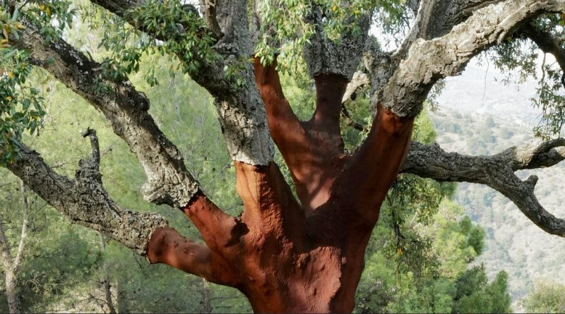 Le chêne-liège : entre surexploitation et abandon des forêts - IMBE