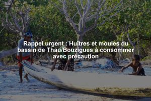 Rappel urgent : Huîtres et moules du bassin de Thau/Bouzigues à consommer avec précaution