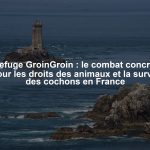 Refuge GroinGroin : le combat concret pour les droits des animaux et la survie des cochons en France
