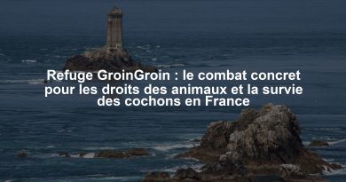 Refuge GroinGroin : le combat concret pour les droits des animaux et la survie des cochons en France