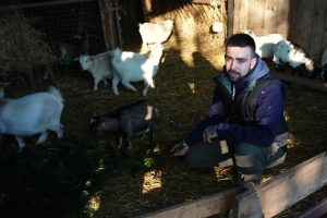 Une ferme collecte les sapins de Noël pour nourrir ses chèvres en recyclage écoresponsable