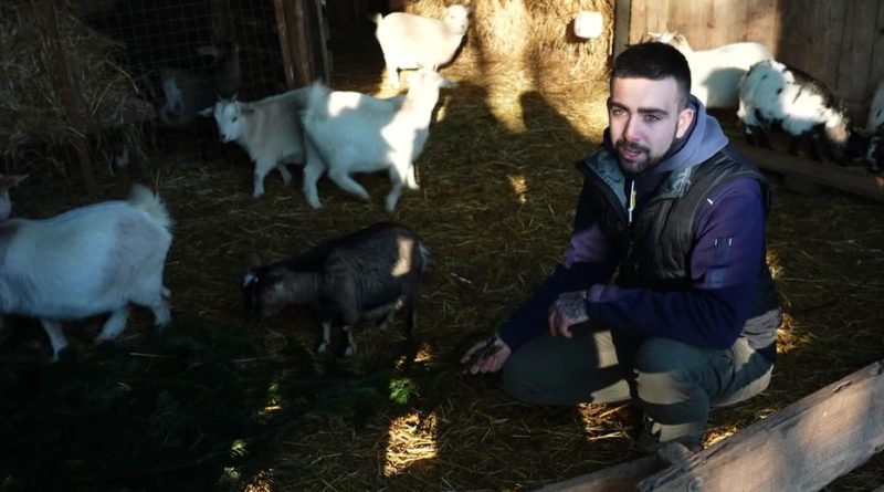 Une ferme collecte les sapins de Noël pour nourrir ses chèvres en recyclage écoresponsable