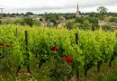 Sauternes : les enjeux actuels d'un vignoble emblématique