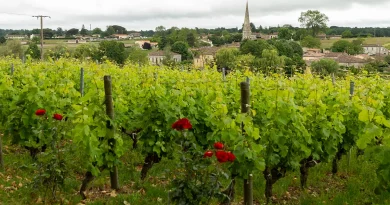 Sauternes : les enjeux actuels d'un vignoble emblématique