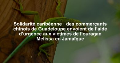 Solidarité caribéenne : des commerçants chinois de Guadeloupe envoient de l’aide d’urgence aux victimes de l’ouragan Melissa en Jamaïque