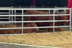 La "ferme aux 1200 taurillons" condamnée à une amende 8000 euros pour non-respect du plan d'épandage