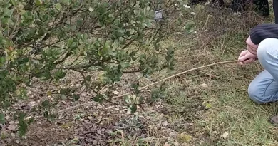 Un autre animal, en plus du cochon, déniche des truffes depuis des siècles