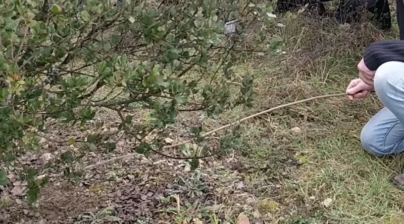 Un autre animal, en plus du cochon, déniche des truffes depuis des siècles