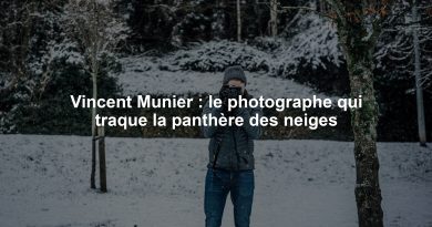 Vincent Munier : le photographe qui traque la panthère des neiges