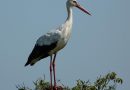 Cigognes : retour anticipé de migration pour préparer leur reproduction et construire des nids