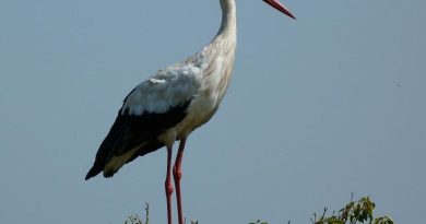 Cigognes : retour anticipé de migration pour préparer leur reproduction et construire des nids