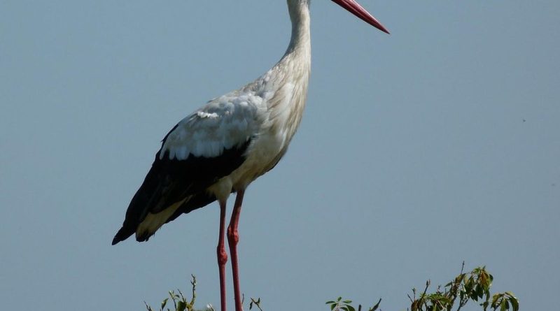 Cigognes : retour anticipé de migration pour préparer leur reproduction et construire des nids