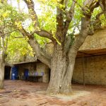 Mûrier tricentenaire situé au château de Jau. © Jean-Marie Rosenstein