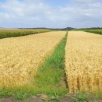 [MAGAZINE] Nouveaux enjeux pour la filière céréales et oléo-protéagineux