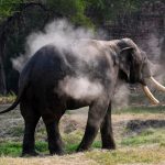 Inde : traque d’un éléphant ayant tué 20 personnes