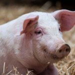 Un tessou, qu’es aquò ? - ICI