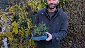 Comment bien soigner le bonsaï qu'on vous offert à Noël ? - ICI