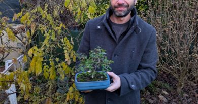 Comment bien soigner le bonsaï qu'on vous offert à Noël ? - ICI