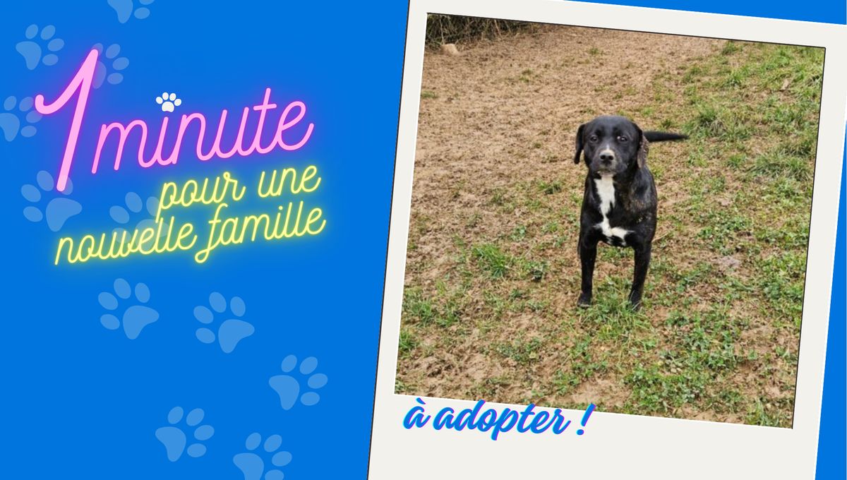 Adoptez Louna, croisée Bully et Labrador, à la SPA de Vesoul en Haute-Saône.