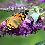 Arbre au papillon : du jardin botanique à plante invasive en France ! ! - ICI