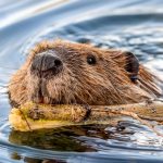 Le Vaucluse, pionnier de la protection du castor en France